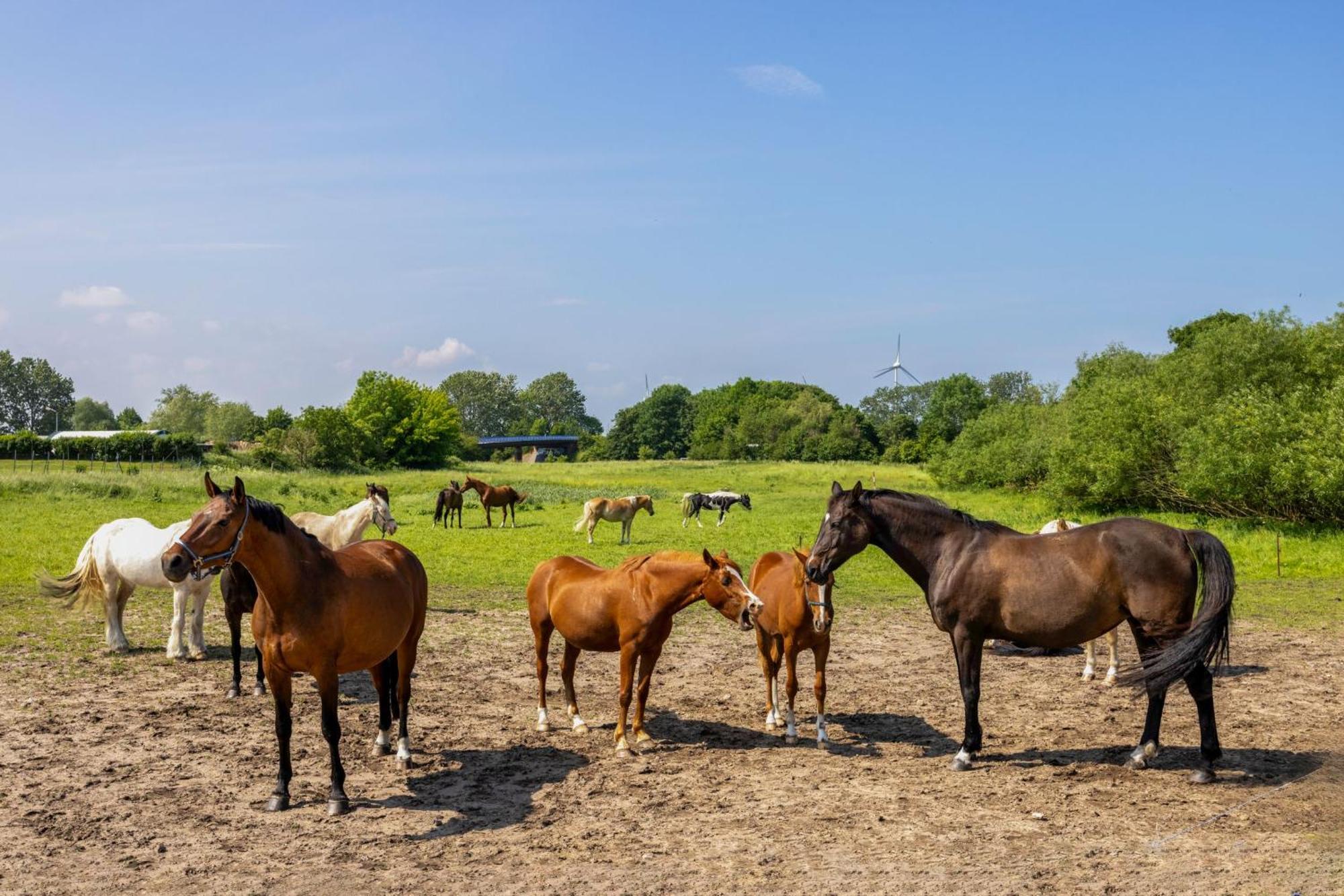 Ferienwohnung "Flori'S Ponyhof" Kröpelin エクステリア 写真